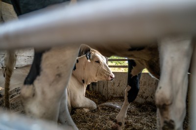 Krávy v transportu na hranicích v Turecku - Nevinné oběti